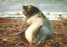Falkland  & Marcofilia, Young Elephant Seal. Mount Pleasant To England 1989 (8898) - Falkland