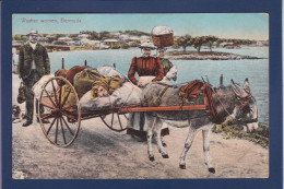 CPA Bermudes Bermuda Non Circulée Ane Donkey - Other & Unclassified