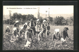 AK Plougastel-Daoulas, La Cueillette Des Fraises, Arbeiter Beim Pflücken Von Erdbeeren  - Landbouw