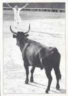 AK 212886 Bull / Stier ... - Taureaux