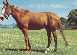 AK 212901 HORSE / PFERD - Pferde