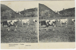 REMOUCHAMPS : Vaches - Cliché Stéréoscopique De Paul Lepage - 1908 - Aywaille