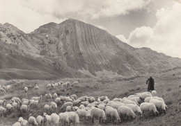 Durmitor - Prutas , Sheep Herd , Shepherd 1950 - Montenegro