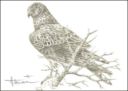 Dessin, Signé / Tekening, Getekend - Busard Saint-Martin / Blauwe Kiekendief / Kornweihe / Hen Harrier - BUZIN - 1985-.. Pájaros (Buzin)