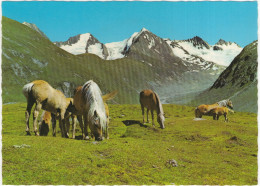 Tiroler Haflinger Bei Obergurgl - Ötztal, Tirol - (Österreich/Austria) - 6x Horse/Pferd/Paard/Cheval - Sölden