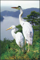 Korea. 2009. Blue Crane (Anthropoides Paradisea) (Mint) PostCard - Korea (Nord)