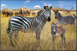 Korea. 2011. Burchell's Zebra (Equus Quagga Burchellii) (Mint) PostCard - Corea Del Nord