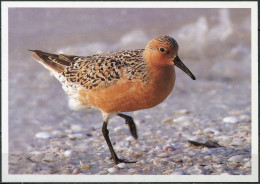 Korea. 2015. Red Knot (Calidris Canutus) (Mint) PostCard - Korea (Nord)