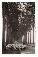 89 VERMENTON Environs De N° 251 - Photo Collin - Berger Et Ses Moutons Sur La Grande Route Bordée D'arbres - Vermenton