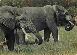 Animaux - Eléphants - CPM - Etat Pli Visible - Voir Scans Recto-Verso - Éléphants