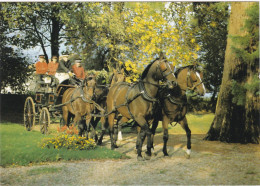 MONTIER-en-DER. Haras National. Chevaux. Etalons "Selle Français" Présentés Attelés à Quatre - Montier-en-Der