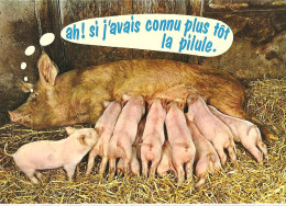 Animaux & Faune > Cochons Ah Si J'avais Connu La Pillule. - Pigs