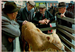 MARKET DAY  ( IRELAND ) - Other & Unclassified