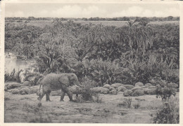 Eléphant Et Hippopotames Bugugu (rivière Rutshuru Plaine Du Lac Edouard Altitude 925 M Parc National Albert - Belgisch-Congo