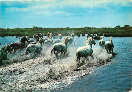 Animaux - Chevaux - Camargue - Chevaux Camarguais En Liberté - Carte Neuve - CPM - Voir Scans Recto-Verso - Pferde