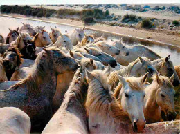 Animaux - Chevaux - Camargue - Troupeau De Chevaux Sauvages - CPM - Voir Scans Recto-Verso - Pferde