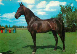 Animaux - Chevaux - Portrait De Cheval - CPM - Voir Scans Recto-Verso - Pferde