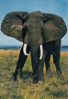 FAUNE AFRICAINE 6834  Eléphant - Belgisch-Congo