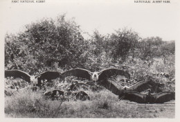 Vautours Et Cigognes Marabouts Plaine Du Lac Edward Photo A  Denis Roosevelt - Belgisch-Congo