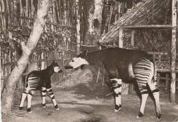 A TRAVERS LE CONGO 21 OKAPI - Congo Belga