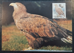 Germany BRD - 1991 - Maximum Card - Seeadler - Bedrohte Seevögel - 1981-2000