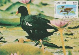 CAP VERT Carte Maximum - Gallinula Chloropus Ou Poule D Eau Obliteration  Du 13.10.1983 - Kaapverdische Eilanden