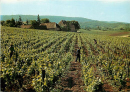 Vignes - Jura - Arbois - Domaine Du Sorbief - CPM - Carte Neuve - Voir Scans Recto-Verso - Viñedos