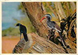 Afrique Du Sud - South Africa - Faune Africaine - Agiossy Starlingand Red-billed Hornbill In Natural Surroundings - Oise - Südafrika