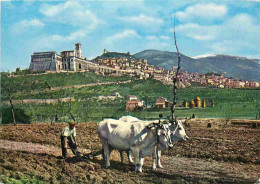 Animaux - Vaches - Italie - Assisi - Panorama - Attelage De Bœufs - Paysans - CPM - Voir Scans Recto-Verso - Vacas