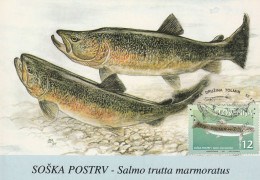 MAXIMUM SLOVENIJA 1997 TROTA TROUT FISH FORELLE - Vissen & Schaaldieren