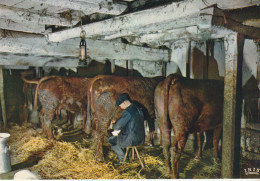 CPSM AUVERGNE LA JOURNEE S' ACHEVE - Elevage