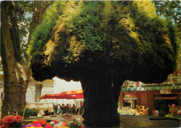 13 - Salon De Provence - Fontaine Moussue - CPM - Flamme Postale - Voir Scans Recto-Verso - Salon De Provence