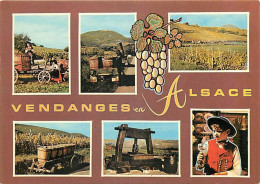 Vignes - Alsace - Multivues - Vendanges - CPM - Carte Neuve - Voir Scans Recto-Verso - Viñedos