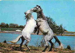 Animaux - Chevaux - Camargue - Combat De Chevaux Camarguais - Flamme Postale - Automobiles - CPM - Voir Scans Recto-Vers - Pferde