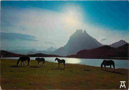 Animaux - Chevaux - Pyrénées - Chevaux En Montagne  - CPM - Voir Scans Recto-Verso - Chevaux