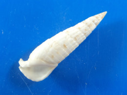Rhinoclavis Fasciata Nouvelle Calédonie 39mm F+++/GEM N4 - Seashells & Snail-shells