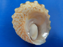 Astrea Tuber Martinique XL 45,7mm F+++ AVEC OPERCULE N14 - Seashells & Snail-shells