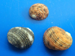 Nerita Chamaeleon (X3) Malaisie (Kuantan) 12,6/17,3mm F+++/GEM WO N22 - Muscheln & Schnecken