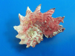 Angaria Delphinus Philippines F+++ 37,5mm WO ROSE N1 - Muscheln & Schnecken