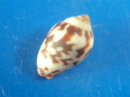 Mitra Litterata Océan Indien 13,5mm N1 - Seashells & Snail-shells