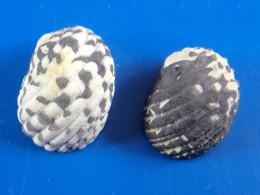 Nerita Tessellata (X2) Guadeloupe (Le Moule) 18 Et 16,4mm F+++ WO N8 - Seashells & Snail-shells
