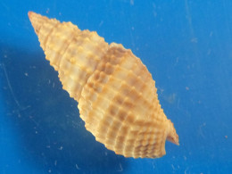 Antillophos Candei Martinique 26,5mm F+++ N32 - Seashells & Snail-shells