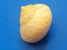 Caldviana Acuminata Caraibes (Soroa) 12,5mm F+++ WO N9 - Seashells & Snail-shells