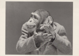 SCIMMIA Animale Vintage Cartolina CPSM #PAN989.A - Singes