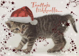 CAT KITTY Animals Vintage Postcard CPSM #PBQ878.A - Gatti