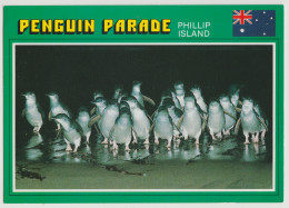 Australia VICTORIA VIC Penguins Summerland Beach PHILLIP ISLAND Scancolor 4113 Postcard C1980s - Autres & Non Classés