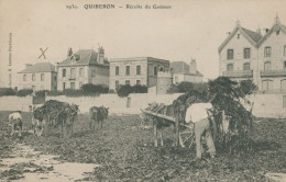 56 QUIBERON - Récolte Du Goemon - TTB - Quiberon