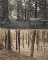 MARIEMONT : Domaine De Mariemont : Le Parc - Chemin Forestier + Le Parc : Sous Bois. ( 2 Cartes ). - Morlanwelz