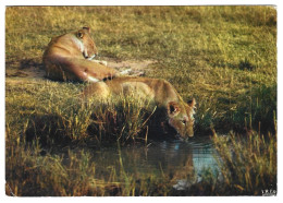 Kenya -  Lions - Kenia