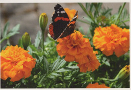 BUTTERFLIES Animals Vintage Postcard CPSM #PBS466.GB - Papillons